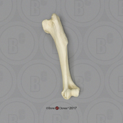 Large Dog Humerus