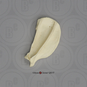 Large Dog Scapula