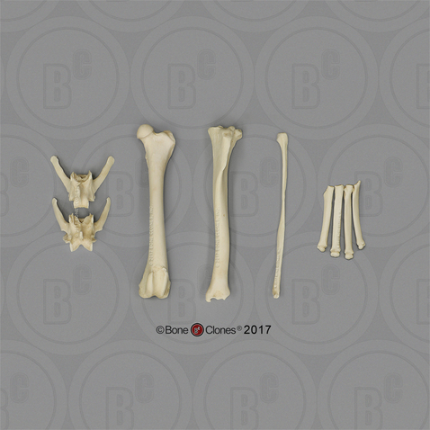 Large Dog Archaeology Set