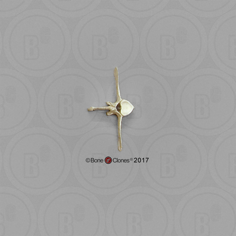 Horse Lumbar Vertebra, Single