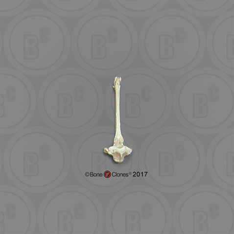 Horse Thoracic Vertebra, Single