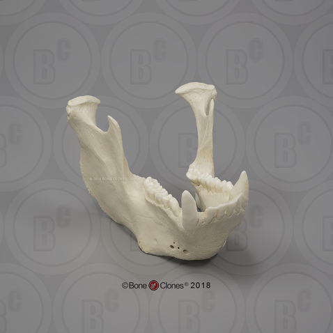 Male Sumatran Orangutan Mandible