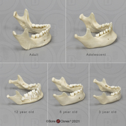 Human Jaw Set of 5