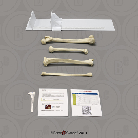 Forensic Anthropology K-12 Set: Stature Estimation