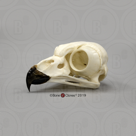 Snowy Owl Skull