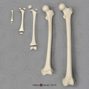 Human Femur Growth Set