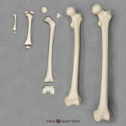 Human Femur Growth Set