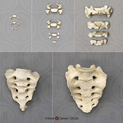 Human Sacrum Growth Set