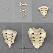 Human Sacrum Growth Set