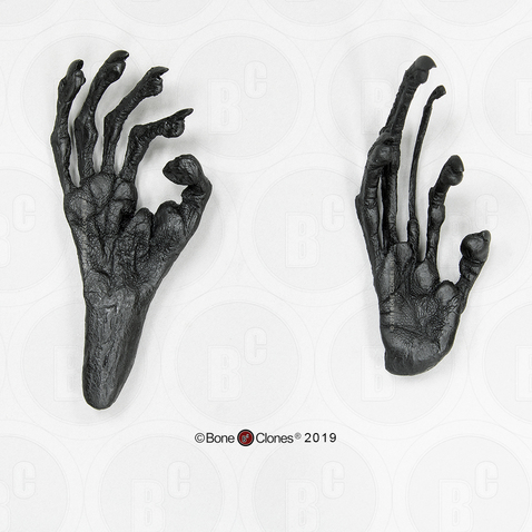 Aye-aye Hand and Foot Life Cast Set