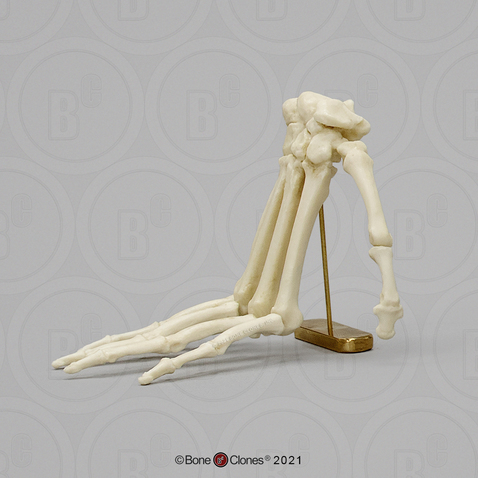 Mandrill Baboon Hand in Digitigrade Pose on Brass Stand