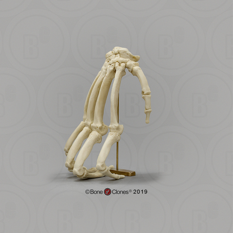 Chimpanzee Hand in Knuckle-walking Pose on Brass Stand