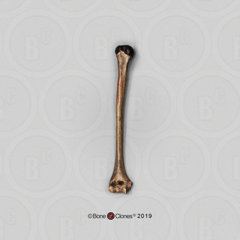 Homo ergaster Humerus KNM-WT 15000