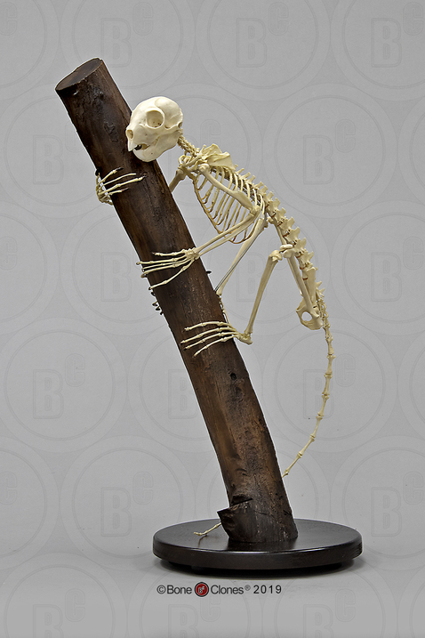 Aye-aye Skeleton, Articulated