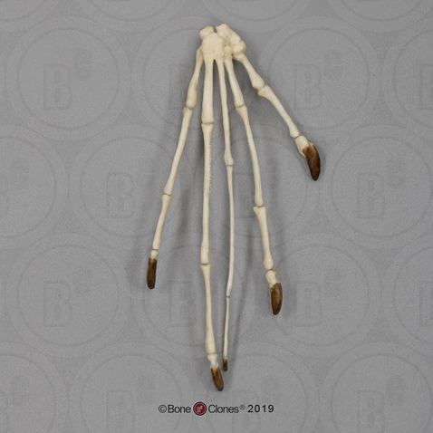 Aye-aye Hand, Articulated Rigid