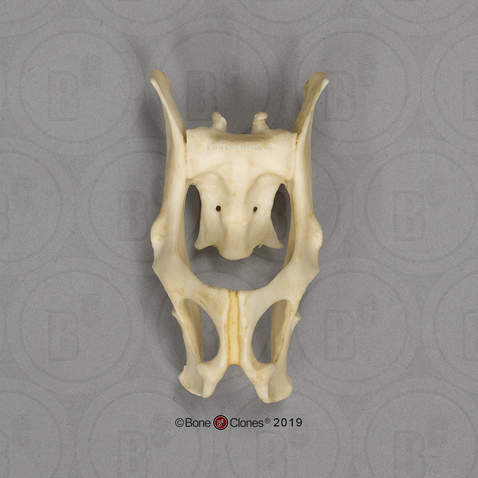 Aye-aye Pelvis, Articulated