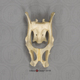 Aye-aye Pelvis, Articulated