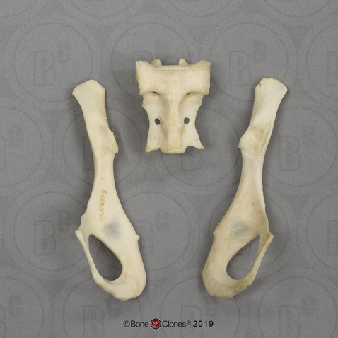 Aye-aye Pelvis, Disarticulated