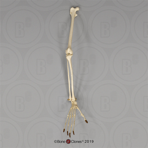 Aye-aye Leg, Articulated