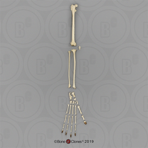 Aye-aye Leg, Disarticulated