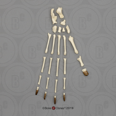 Aye-aye Foot, Disarticulated