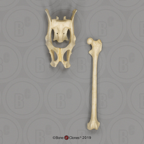 Aye-aye Pelvis and Femur Set