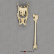 Aye-aye Pelvis and Femur Set