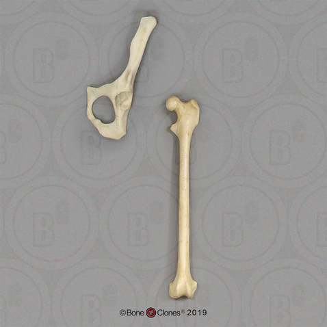 Aye-aye Innominate and Femur Set