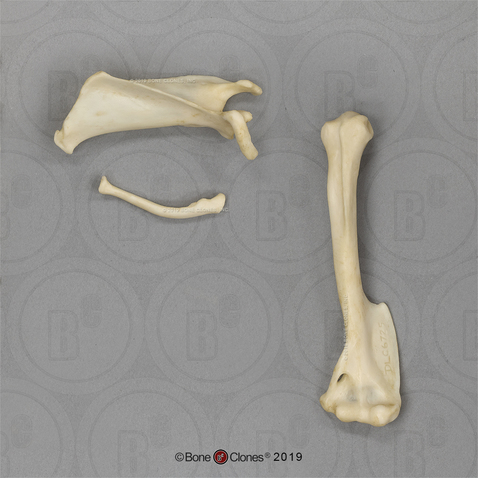 Aye-aye Humerus, Scapula, Clavicle Set