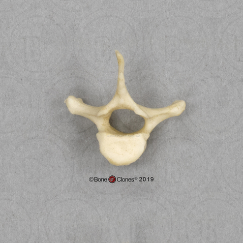 Aye-aye Thoracic Vertebra, Single