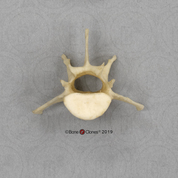 Aye-aye Lumbar Vertebra, Single