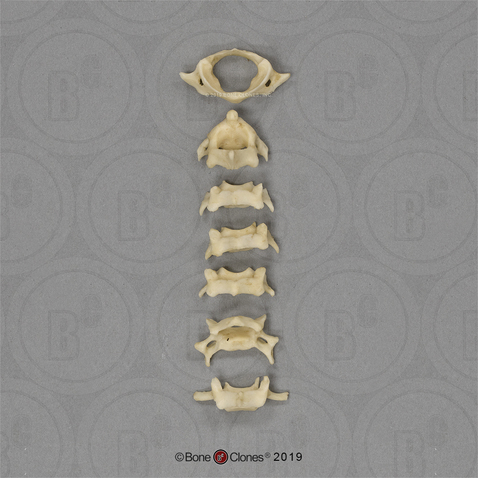 Aye-aye Cervical Vertebrae, Set of 7