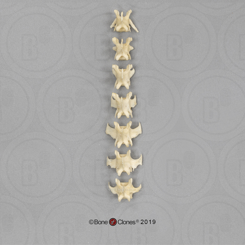 Aye-aye Lumbar Vertebrae, Set of 7