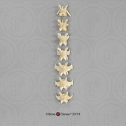 Aye-aye Lumbar Vertebrae, Set of 7