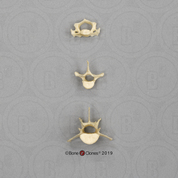 Aye-aye Vertebrae, Set of 3 - Cervical, Thoracic, Lumbar