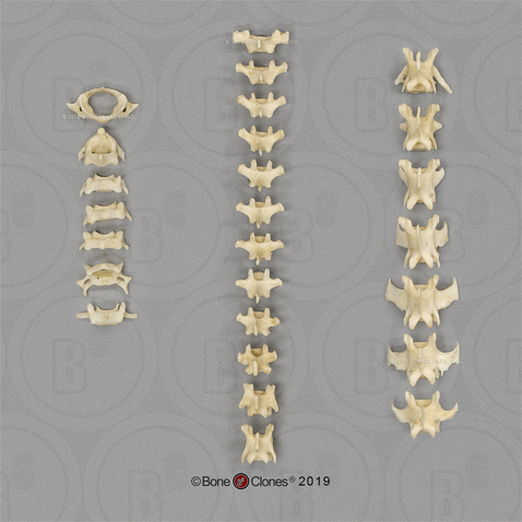 Aye-aye Vertebral Column, All 26, Disarticulated