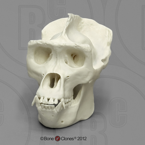 Gorilla Half Scale Skull