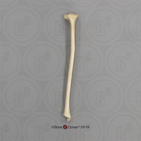 Aye-aye Tibia