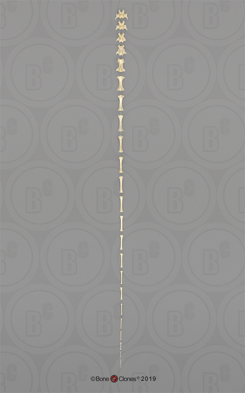 Aye-aye Tail (23 Disarticulated Caudal Vertebrae)