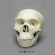 Homo sapiens neanderthalensis Half Scale Skull