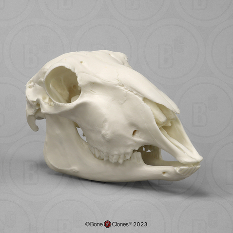 Economy Sheep Skull