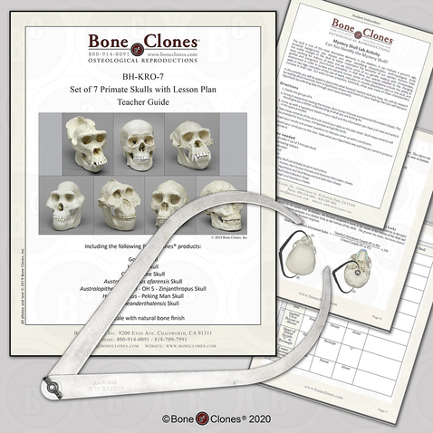 Hominid Evolution Lesson Plan with Calipers