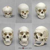 Human Skull Growth Set