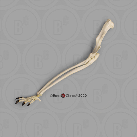 Red Kangaroo Arm, Articulated