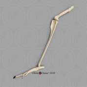 Red Kangaroo Leg, Articulated