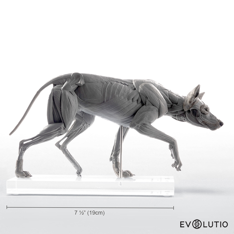 Wolf Anatomical Figure 1:8 scale