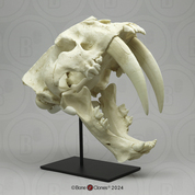 Sabertooth Cat, South American Smilodon populator Skull