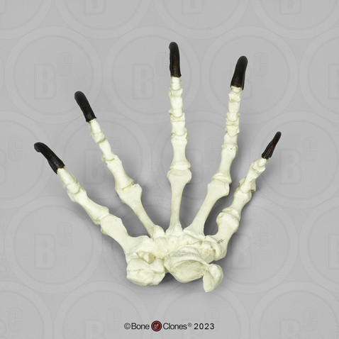 Komodo Dragon Hand, Articulated, Rigid