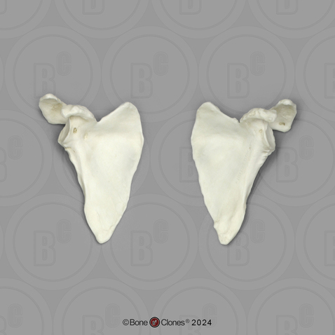 Human Adult Female Scapulae, Right and Left