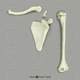 Human Child 6-year-old Humerus, Scapula, Clavicle Set